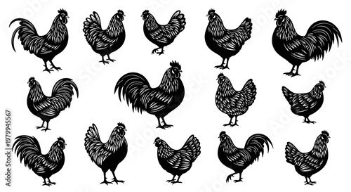 Decorative Hand Drawn Rooster and Hen Poultry Collection