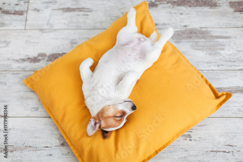 Puppy on yellow pillow at home