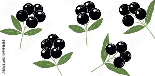 Blackberries with Leaves Illustration, Fresh Fruit, Natural Design for Digital Media, Websites, and Healthy Food Projects