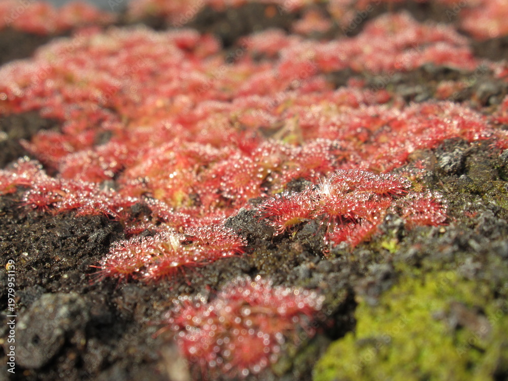 Fototapeta premium Zbliżenie na drapieżne rośliny z gatunku drosera