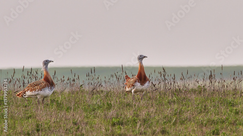 two great bustards, very attentive 618
