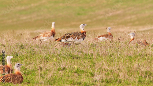  group of great bustard walking on grassland, searching for food 531