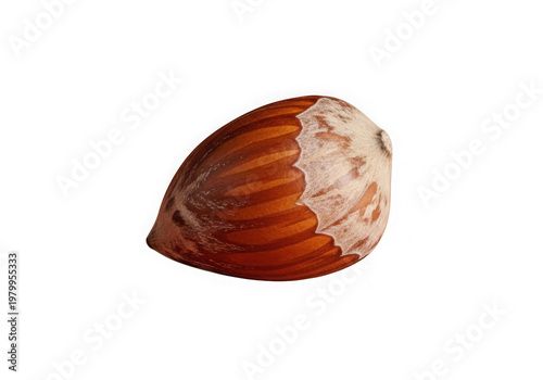 A close-up view of an intricately textured brown seashell