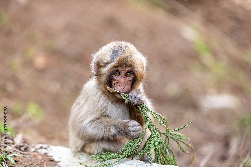 Fototapeta premium Japanese macaque mother with baby in Jigokudani Yaen Park, Snow Monkey Park Japan wildlife portrait