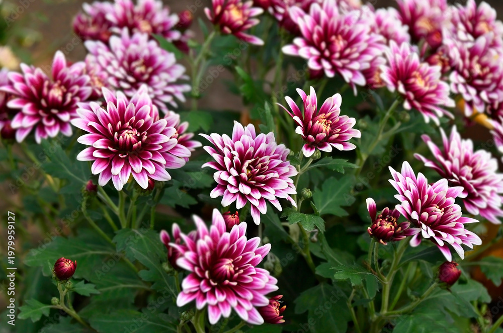 Obraz premium Beautiful white with purple chrysanthemum flower