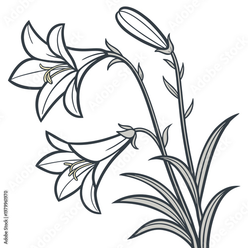 scaevola whirlwind white lien art design