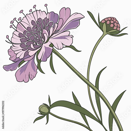 scabiosa columbaria on white background