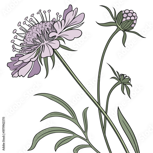 scabiosa columbaria on white 