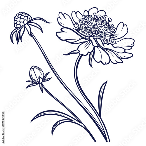 minimal vector scabiosa columbaria 