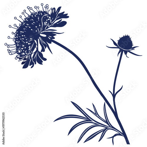 scabiosa atropurpurea oxford blue silhouette vector