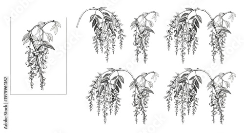 Schilderij op canvas Vintage wisteria flower sketches, botanical line art illustrations of hanging bl