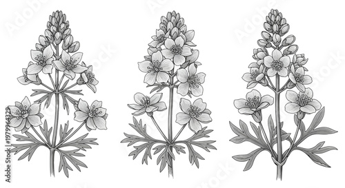Vintage botanical larkspur flower sketches, set of 3 hand drawn delphinium floral vectors, antique wildflower engravings for wedding stationery