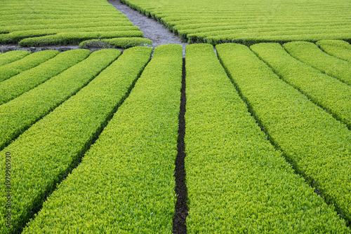 春の茶畑の背景　整然と並ぶ緑の茶樹