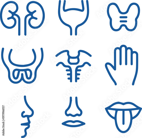 Human Anatomy and Sensory Organs Line Icon Set - Medical Vector Illustrations of Kidneys, Pelvis, Nose, Hand, and Mouth