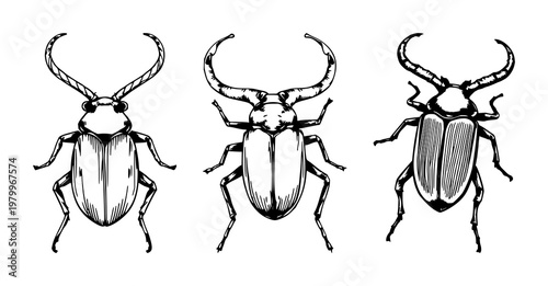 Longhorn beetle set with sketchy organic illustration featuring insect, beetle, longhorn anatomy with curved antennae and white background