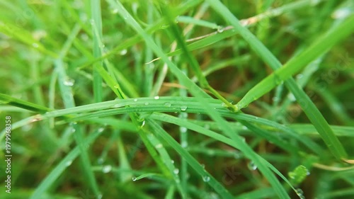 Macro shot of fresh green grass covered with clear morning dew drops.