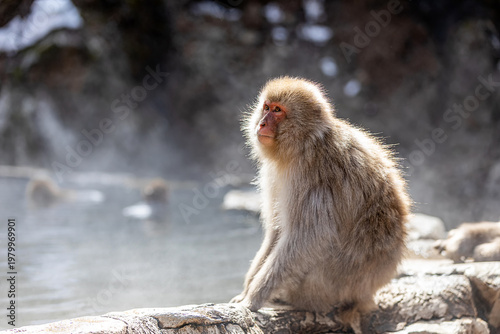 Photography Japanese macaque close up portrait in Jigokudani Yaen Park, Snow Monkey Park Jap