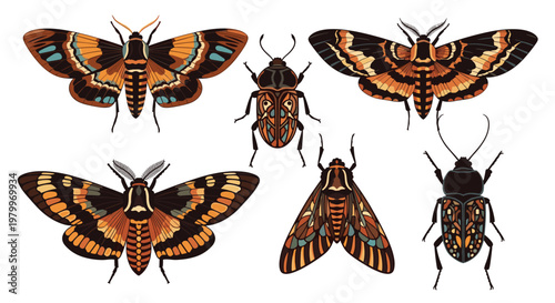 Detailed illustrations of various moths and beetles in a vintage scientific style featuring intricate patterns and earthy brown tones.