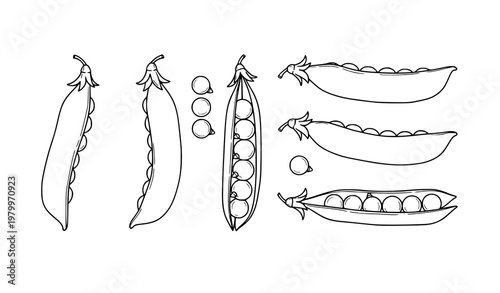 Minimal pea pods with seeds vector illustration simple botanical legume set isolated on white background