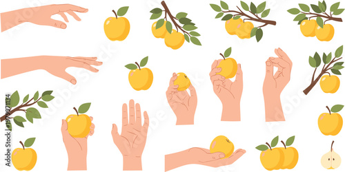 Hands Picking Apples from Tree Branch Vector Set with Fresh Fruit, Harvesting, and Organic Farming Themes