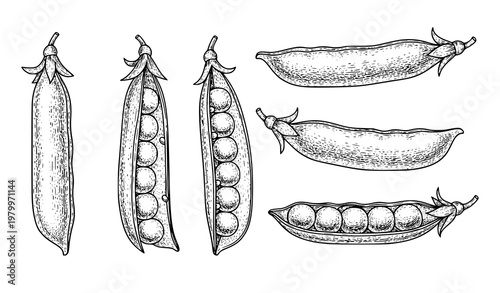 Vintage hand drawn pea pods with seeds vector illustration botanical legume food isolated on white background