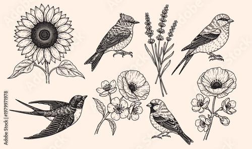 Fotografía Set of of birds and flowers