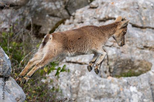 Foto Iberian Ibex - Capra pyrenaica, beautiful popular mountain wild goat from Iberia mountains and hills, Andalusia, Spain
