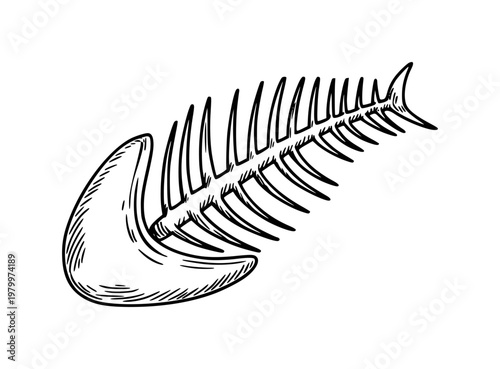 Hand-drawn of a fish skeleton with crescent-shaped jawbone white background vintage