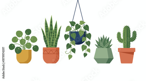 Set of flat vector indoor houseplants in decorative ceramic pots including cactus and succulents on white background, concept for home interior, urban gardening and botanical illustration