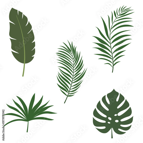 Tropical leaves vector set. Phoenix palm leaf isolated on white background. Simple flat vector.