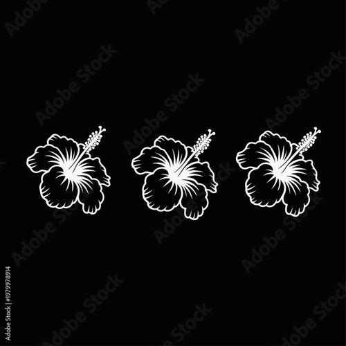 Three white hibiscus flowers are arranged in a horizontal line showcasing delicate petals and stamen on transparent background high-quality professional.