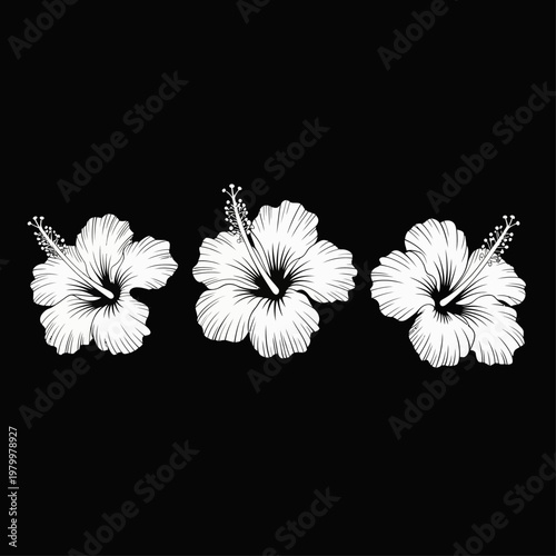 Three white hibiscus flowers are arranged in a horizontal line showcasing delicate petals and stamen on transparent background high-quality professional.
