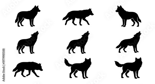 Black wolf silhouette collection, set of 9 wild animal vector icons, howling and walking timber wolf shapes, predator canine silhouettes for logos