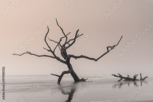 lone oak tree in the waters of Bull Island's Boneyard Beach on a foggy morning after sunrise