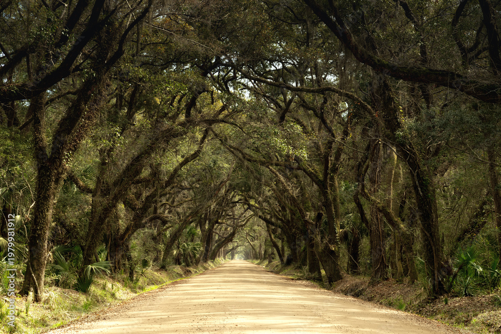 Obraz premium long sandy road leading through gorgeous live oak and Spanish Moss alley at Botany Bay on Edisto Island in South Carolina