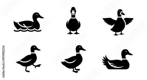Minimalist duck icon set, black mallard silhouettes in various poses, 6 vector bird symbols for nature branding and wildlife logos