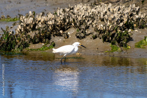 snowy egret in the salt marsh of Huntington Beach State Park in South Carolina