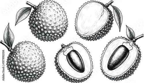 Hand drawn lychee fruit set with whole and cut sections detailed vintage engraving style botanical illustration isolated on white background