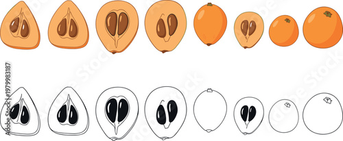 Set of loquat fruit whole and sliced with seeds showing internal structure isolated fresh tropical food vector illustration collection