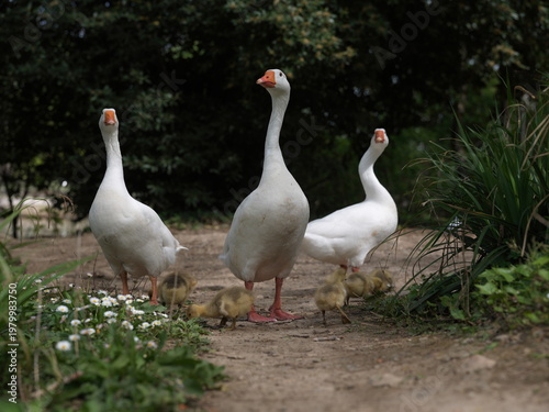 White adult goose leading a group of small goslings across a natural ground covered with leaves, surrounded by greenery. The scene captures maternal care, animal behavior, and rural wildlife in a peac