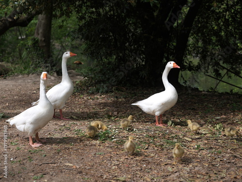 White adult goose leading a group of small goslings across a natural ground covered with leaves, surrounded by greenery. The scene captures maternal care, animal behavior, and rural wildlife in a peac