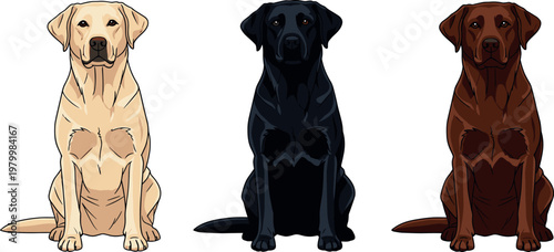 Set of Labrador retriever dogs in different coat colors sitting pose isolated domestic pet animal vector illustration collection