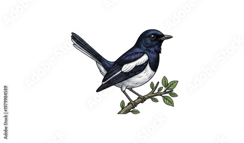 Realistic Oriental magpie robin vector illustration Doel bird Bangladesh national bird isolated on white background