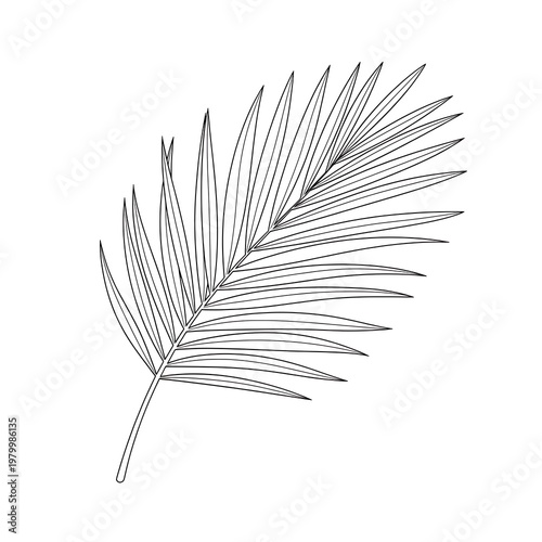 Single Line Art Palm Leaf Outline - Tropical Botanical Illustration Vector