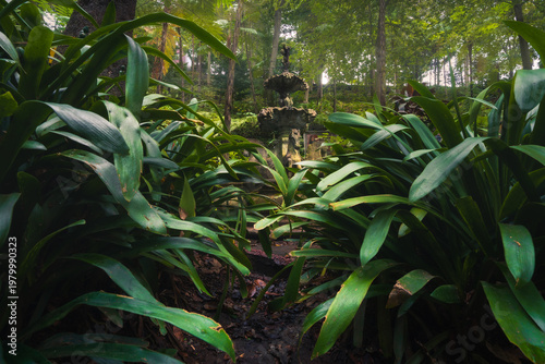 Pathway through dense tropical vegetation rich of greenery and natural atmosphere in Monte Palace Tropical Garden, Madeira, Portugal.