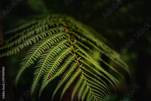 Moody close-up of tropical fern leaf with dark tones in Monte Palace Tropical Garden, Madeira, Portugal.