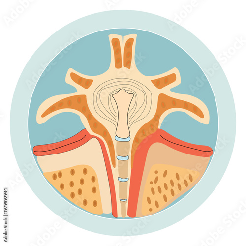 Human vertebra cross section vector