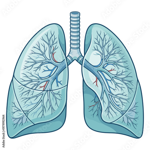 Detailed Human Lungs Respiratory System Vector Illustration