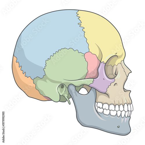 Human Skull Side View Detailed Anatomy Medical Illustration Cutout