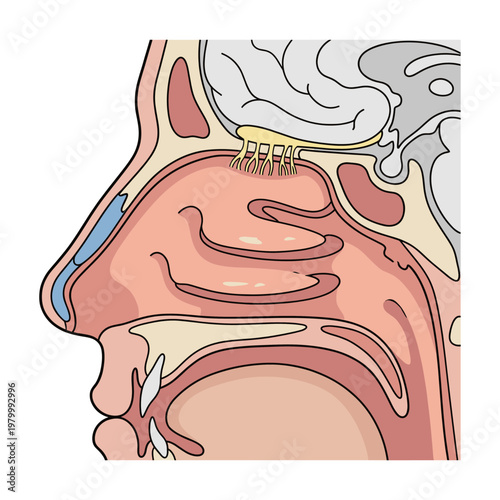 Human Nose Internal Anatomy Cross Section Illustration Cutout